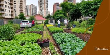 Urban farming movements: revitalizing city life and food access